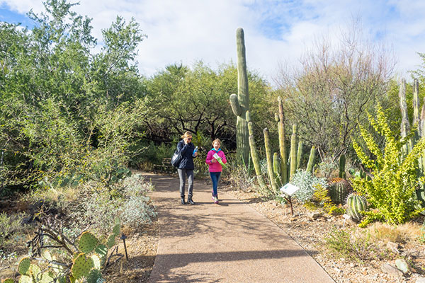 Desert Botanical Garden