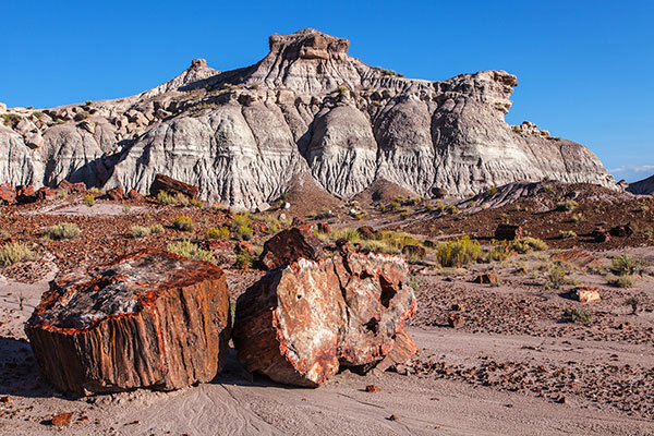 Petrified Forest