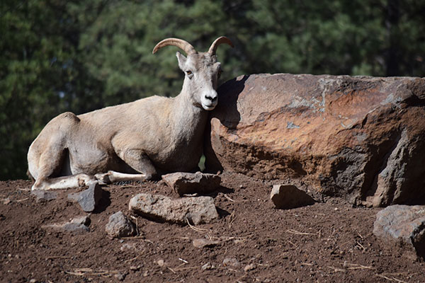 Sonora Desert Museum